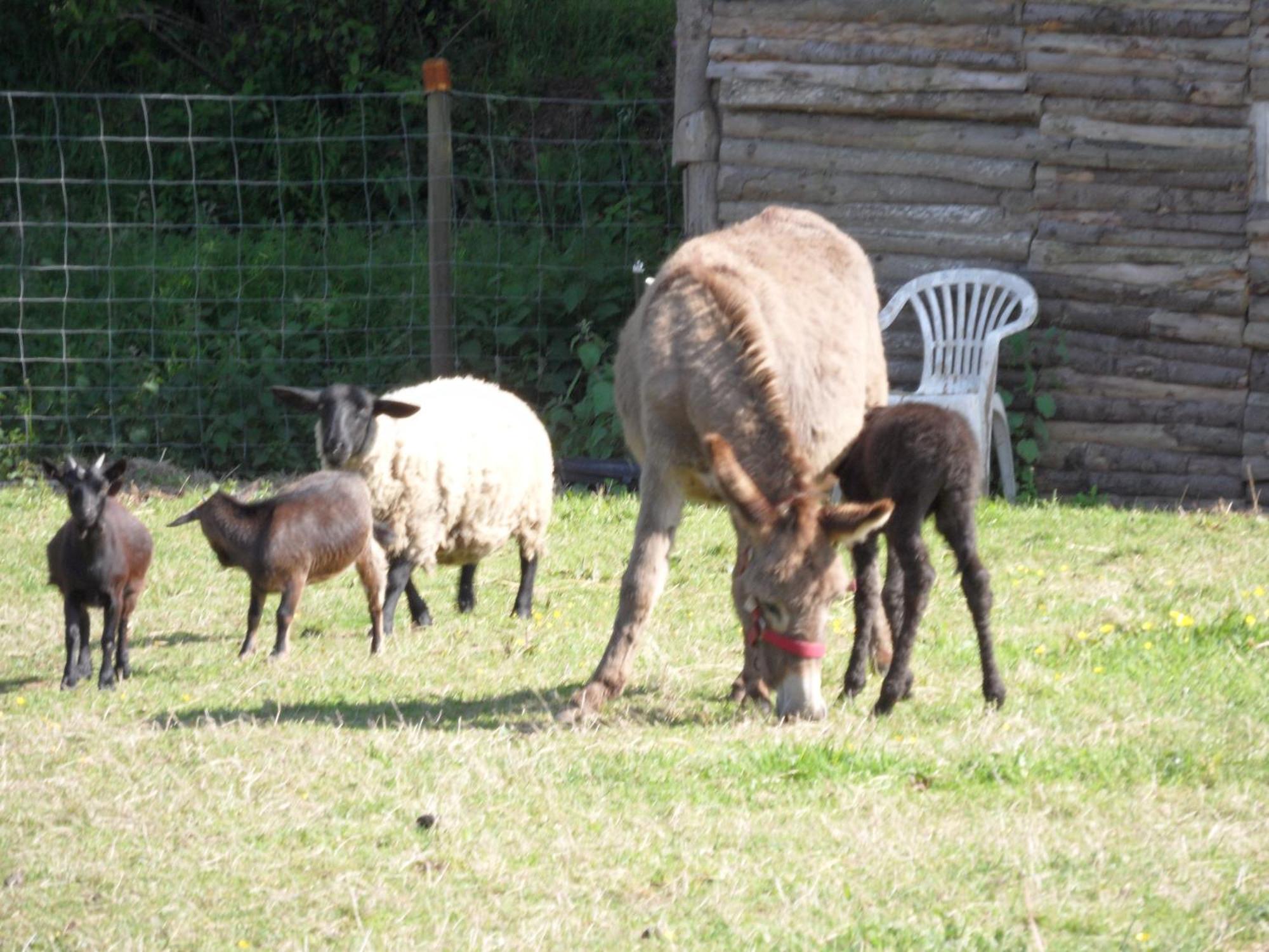 Les Pieds Dans L'Herbe Bed & Breakfast Rosporden Bagian luar foto