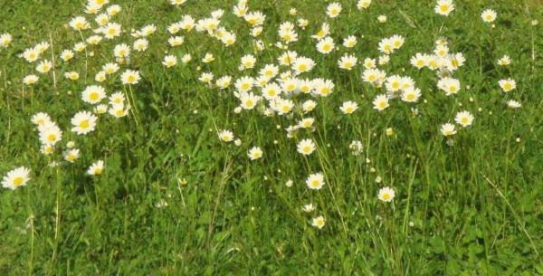 Les Pieds Dans L'Herbe Bed & Breakfast Rosporden Bagian luar foto